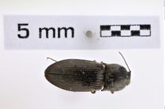 Foto (Dorsalansicht) von Hadromorphus callidus (Brown, 1936) (NHMW-ZOO-COL-0007991)